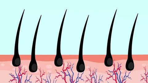 Support For Scalp & Follicles