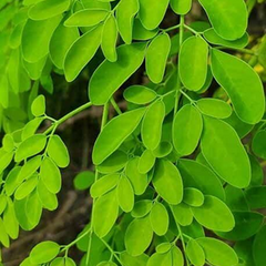 Extracto de hoja de moringa